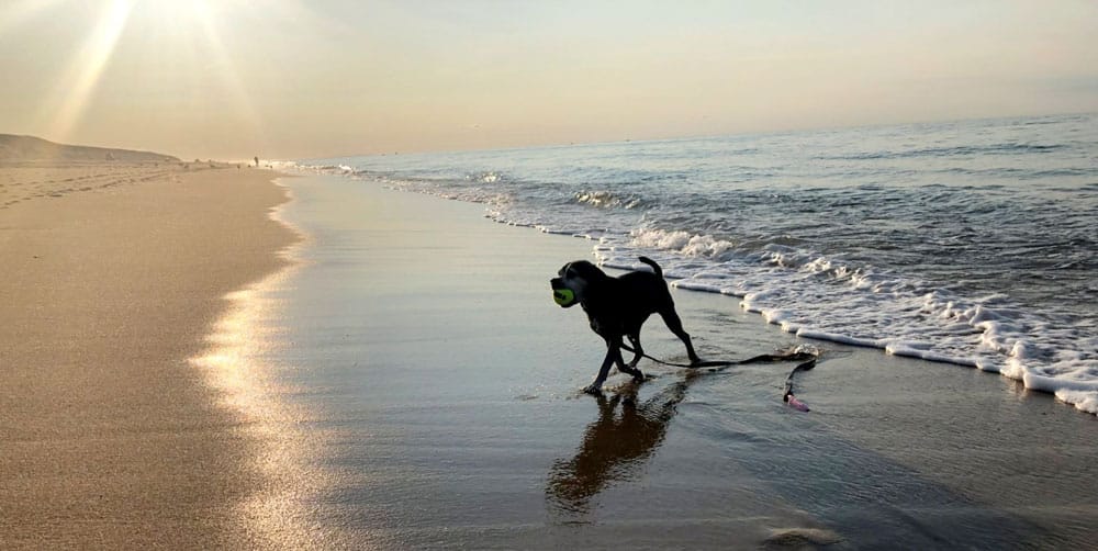 Dog silhouetted while fetching a ball at the beach on the cape cod national seashore.