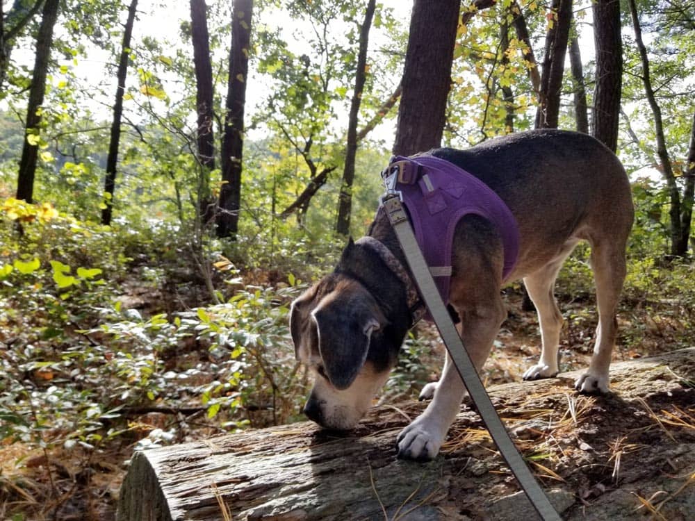 Hiking trails in Nickerson State Park are perfect for walking your dog.