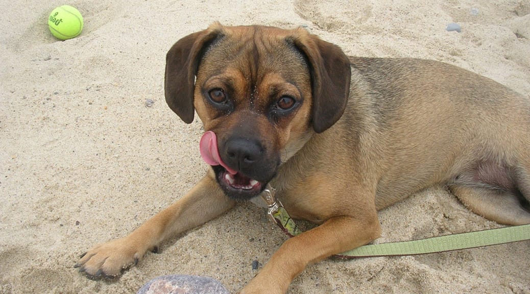 nugget the puggle licks her lips on a beach in sandwich on cape cod