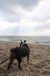 boston-terrier-race-point-beach         