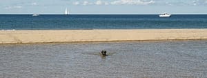dog-swimming-sandbar-1