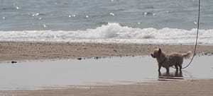 A small dog watches from a sandbar on a beach in Yarmouth, MA