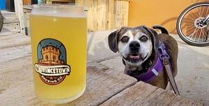 These dog-friendly Breweries on Cape Cod allow dogs all year round!