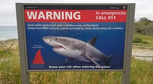 Many beaches now have signs warning of dangers from great white sharks on cape cod.