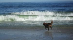 dog friendly beaches on cape cod