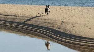 Monty the Boston Terrier runs on a sand bar at a beach in Provincetown on cape cod.