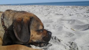 Nugget the Puggle asleep at Bank Street Beach in Harwich. Harwich beaches only allow dogs in the offseason.