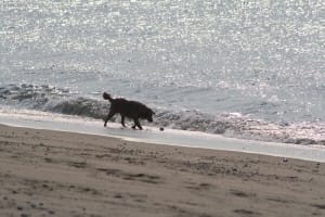 silhouette-dog-fetching-ball-beach         