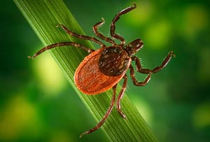 Ticks on cape cod are everywhere, these tips will help you learn how to keep your family and your dogs safe.