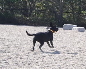 black dog chasing a ball in provincetown's pilgrim bark park