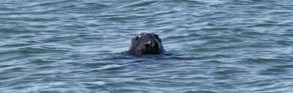 A seal swims close to shore, which raises the risk of attacks by great white sharks on cape cod.