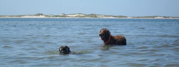 Caesar and Nugget play in the water off of South Beach in Chatham.