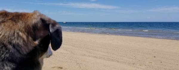 A dog scans the horizon at Herring Cove Beach in P-town.