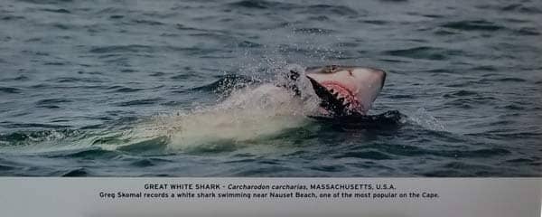 Shark attacking a seal at Nauset Beach in Orleans on Cape Cod.