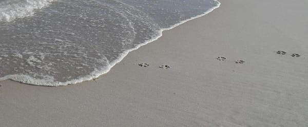 dog paw prints at cape cod national seashore's nauset light beach in eastham