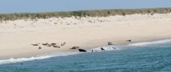 Grey seals gather onshore on a beach in Chatham, MA. Avoid swimming in waters with lots of seals to reduce risk of a shark attack.