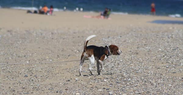 Staying on vacation at a dog-friendly hotel in Mashpee? Make sure to say hi to this beagle if you see him.