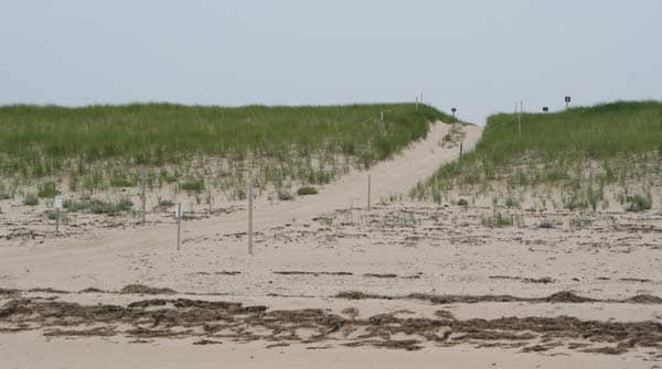 The ORV trails at Race Point Beach provide access to miles of the most beautiful seashore on Cape Cod.