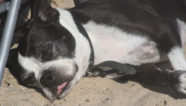 Monty the Boston Terrier seems to prefer a sunny Orleans beach over a dog-friendly hotel.