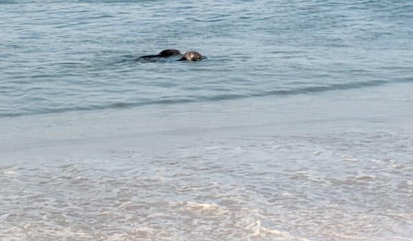 Seals swim a few feet offshore at race point beach. This is why you need to be very careful for great white sharks!