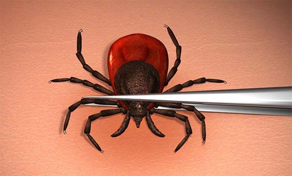 Deer ticks are the only ticks that carry Lyme disease, but there are other diseases spread by other tick species so it's important to be aware and follow safety precautions.