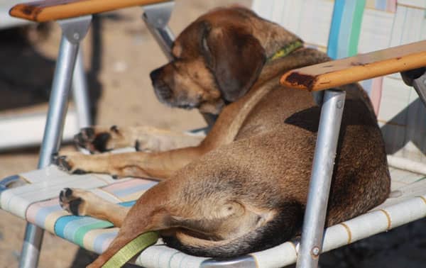 Dog-friendly hotels in Sandwich are fine, but nugget prefers snoozing in a beach chair..