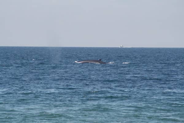 A whale swimming past Race Point Beach's ORV trails.