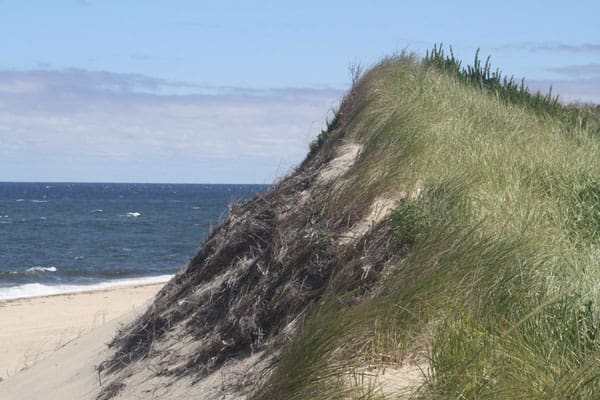 Watch out! Beach grass is loaded with hungry ticks.