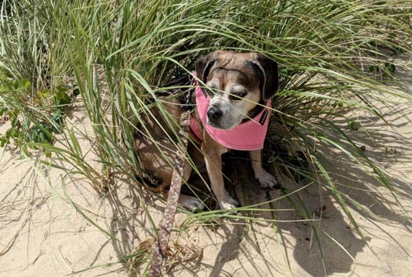 Trying to find some shade on a hot day at the beach in Truro. Watch out for ticks on your dog, the beach grass is covered with them.