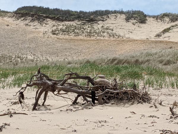 A driftwood pile at Head of the Meadow Beach, which allows dogs in the summer (at least until the piping plovers show up each year).