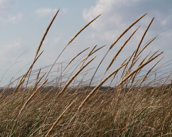 beach grass at head of the meadow beach