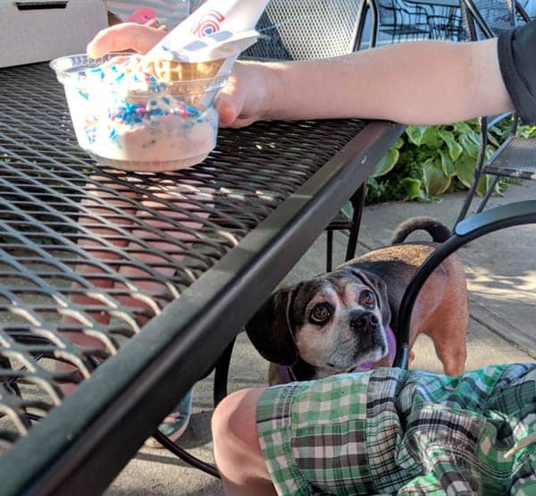 A dog stares at a little kid eating ice cream at Savory Restaurant in Truro.