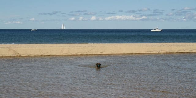 Nugget the puggle retrieves a bad cuz near a sandbar on a beach in Chatham, MA