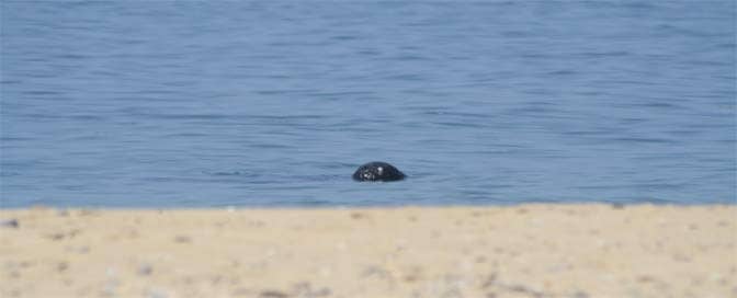 A seal appears just offshore at Race Point.