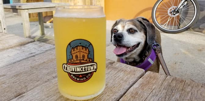 Nugget the puggle drools over a beet at Provincetown Brewing Co., a dog-friendly restaurant.