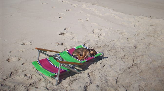 puggle sleeping on beach in dennis, ma