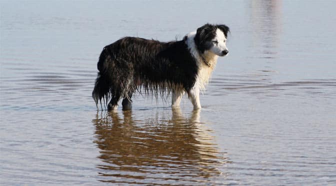 A dog walks through a sandbar at Nauset Light Beach, where dogs are allowed all summer long.