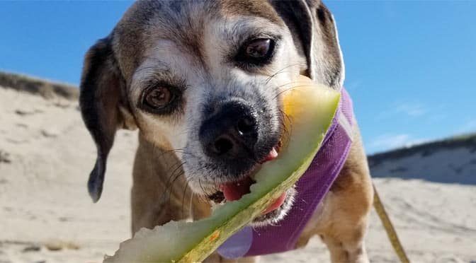 Nugget the puggle enjoys cold watermelon at the beach but she'd rather eat at a restaurant in brewster that allows dogs.