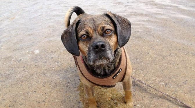 Nugget the Puggle taking a dip on a beach in Falmouth, MA on Cape Cod.