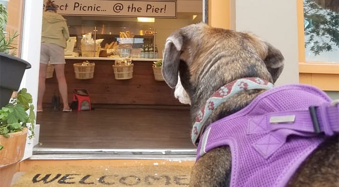 Dog friendly restaurants on cape cod where you can find pet friendly dining options for breakfast, lunch, and dinner.