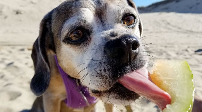 Nugget the puggle enjoys a nice cold piece of watermelon on race point beach. All of the cape cod national seashore beaches allow dogs but access is often restricted during the summer.
