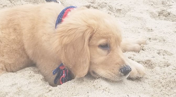 A dog rests in the sand at the beach in Truro.