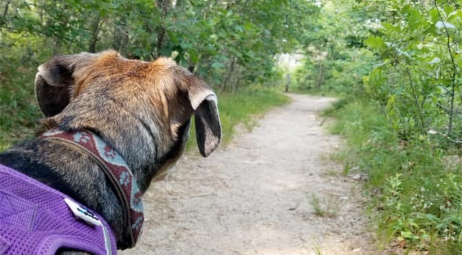 The trails at Thompson's Field in Harwich are nice and wide, but you still need to check your dog for ticks when you're done your hike.