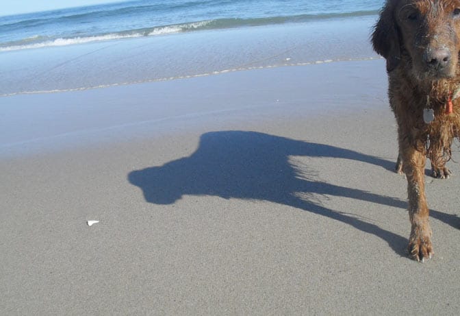Caesar the golden retriever casts a shadow on the sand bar at nauset beach in Orleans.