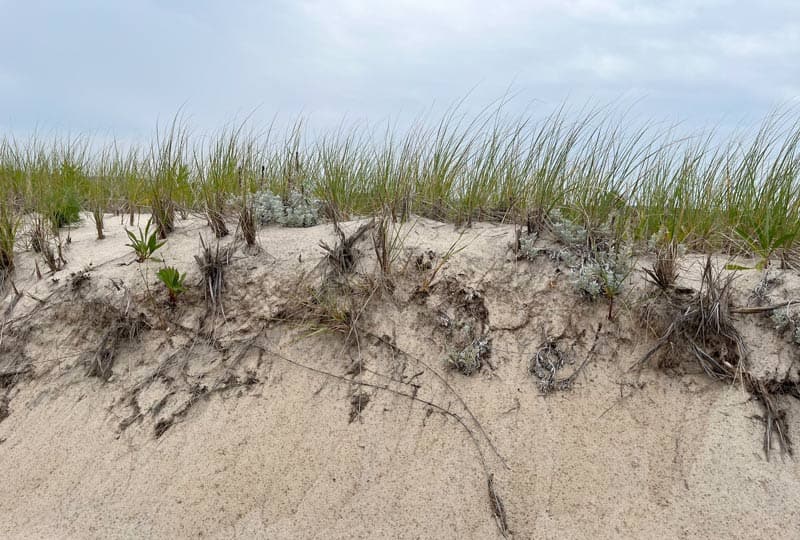 Exposed roots from beach grass on the dunes of Nauset beach.