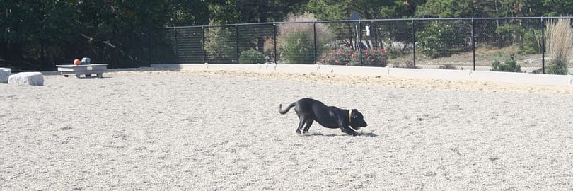 A dog runs free at the Pilgrim Bark Park, P-town's dog park.