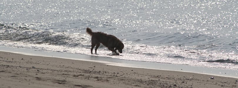 A dog digs in the surf at a beach in Dennis.