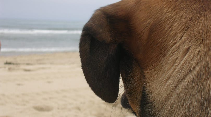 marconi beach in wellfleet is a great dog-friendly beach