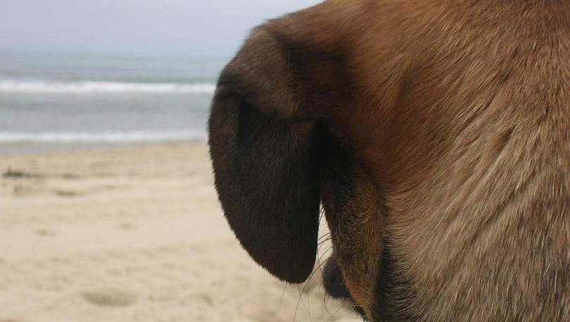 Marconi Beach allows access for dogs all summer long.