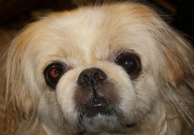 A Pekinese dog looks hungry - quick, find a restaurant that allows dogs.